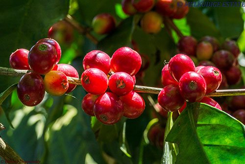 03-Careful-maturation-of-our-coffee-beans-produce-